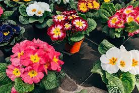 Flower arrangement 3