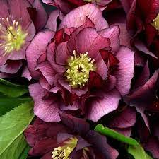 Flower arrangement 5